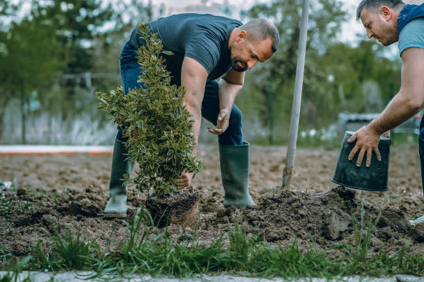 Professional Tree Service in Searcy, AR